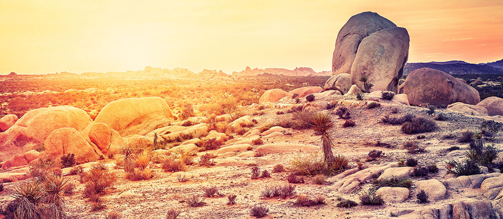 Joshua Tree National Park